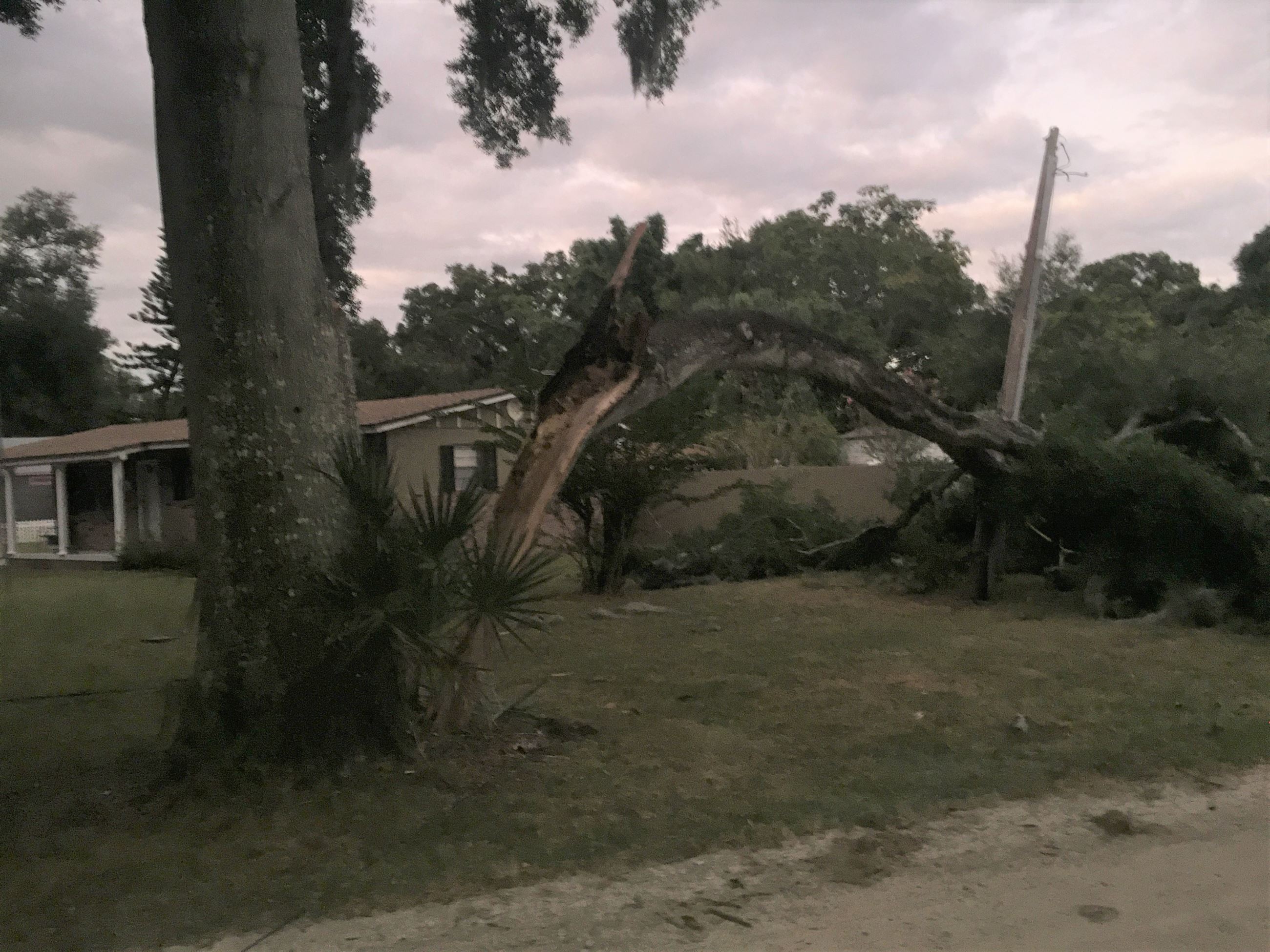 Laurel Oak with broken limb