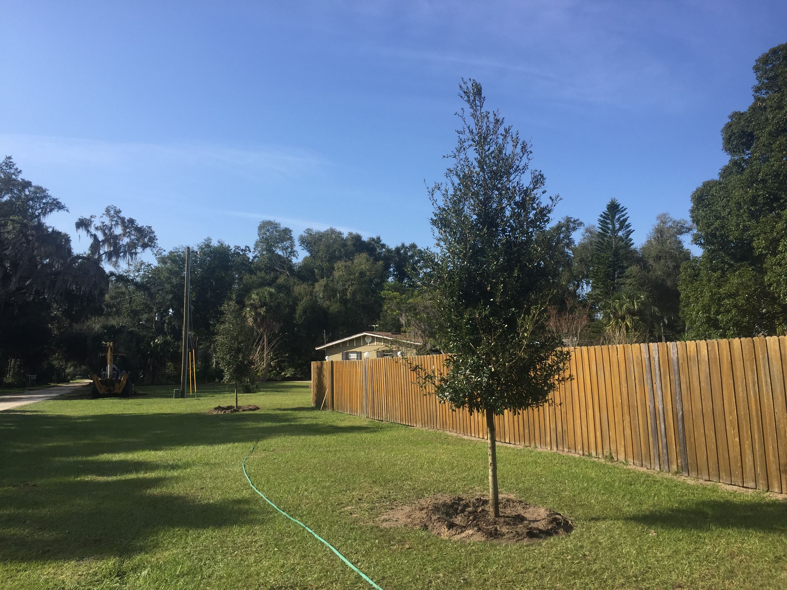 Public Works Department employees recently planted Live Oak trees along W. Hull Avenue.